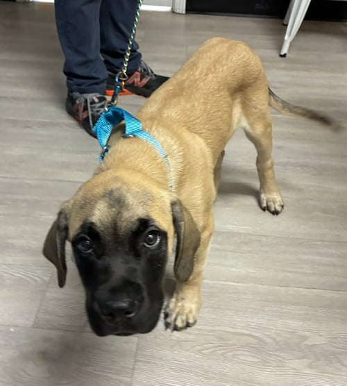 BUBS - Mastiff for adoption in Ann Arbor