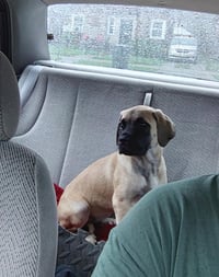 Bubs - Photo 2