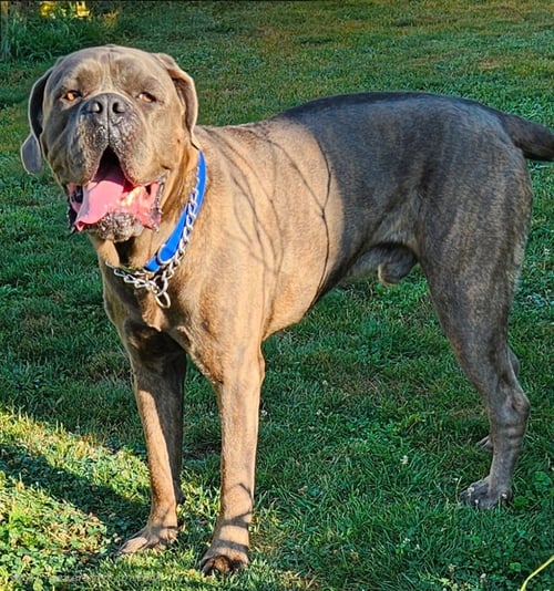 ROMAN - Cane Corso Mastiff / Mastiff for adoption in Ann Arbor