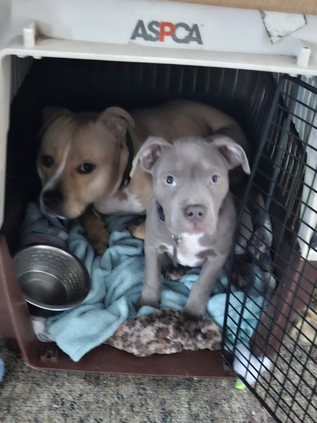 LORALEI - American Pit Bull Terrier / Mastiff available for adoption