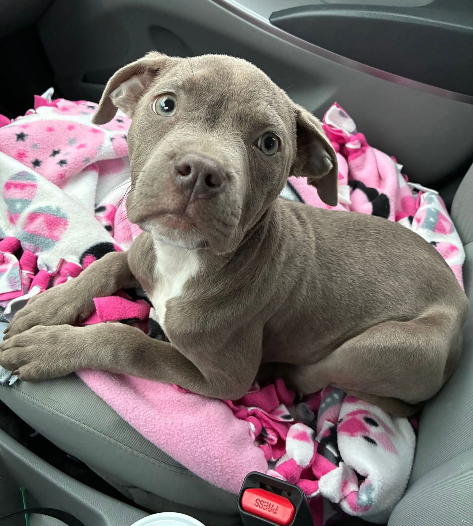 LORALEI - American Pit Bull Terrier / Mastiff available for adoption