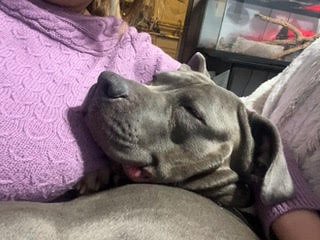 BLUE - Pit Bull Terrier available for adoption
