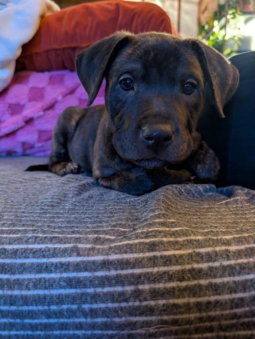 FRANKIE - Pit Bull Terrier for adoption in Ann Arbor