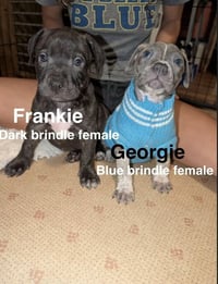 Frankie - Photo 2