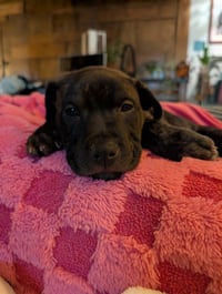 Frankie - Photo 3
