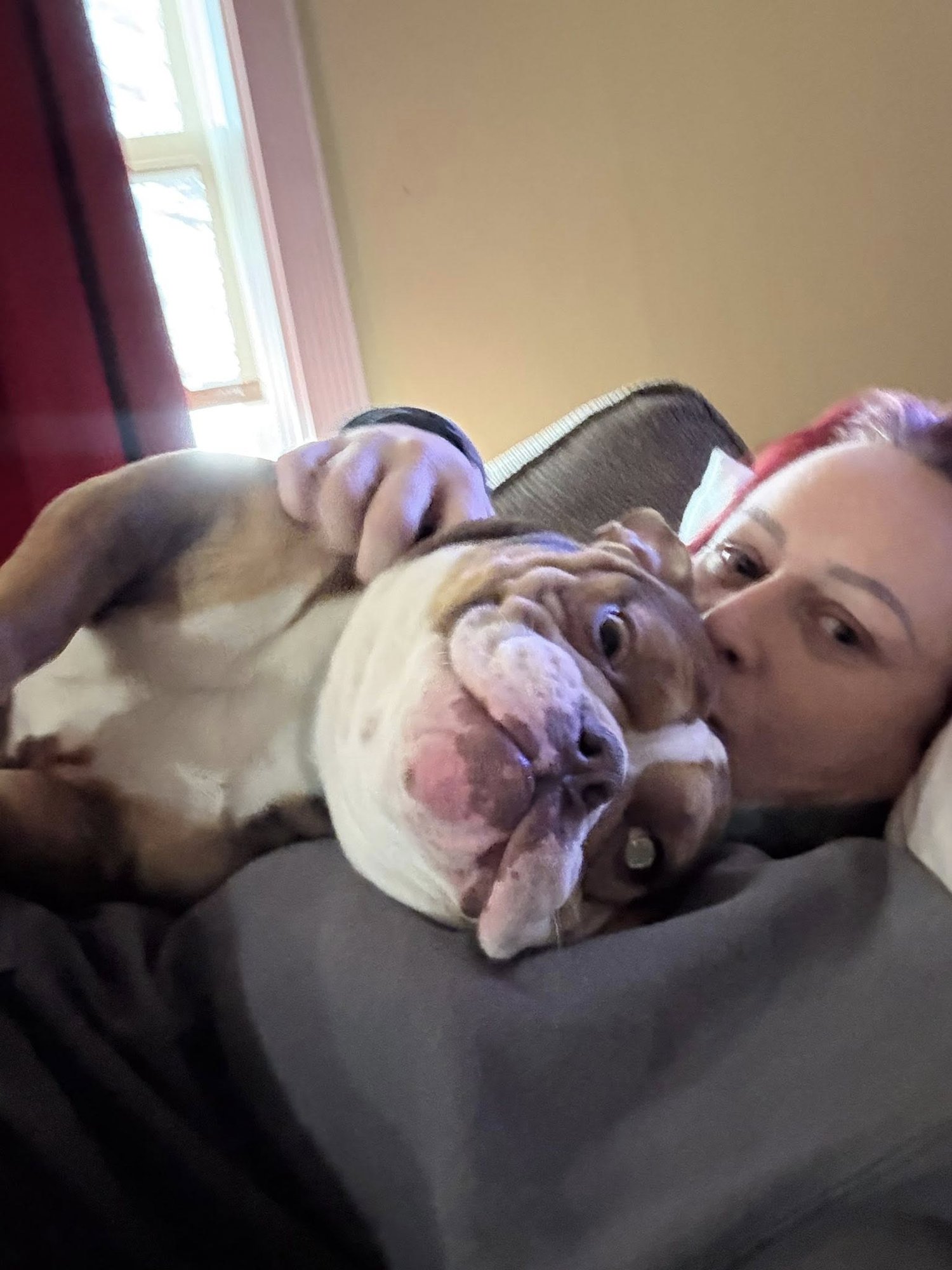 PATSY - Bulldog available for adoption