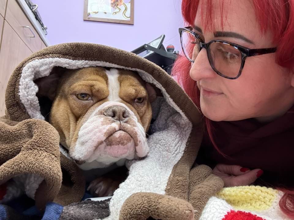 PATSY - Bulldog available for adoption