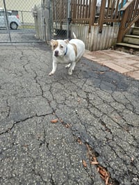Roxy - Photo 2