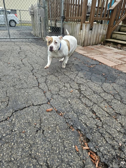 ROXY - American Staffordshire Terrier available for adoption