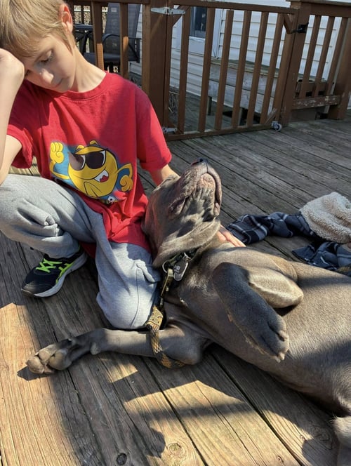 CYRAX - Cane Corso Mastiff available for adoption