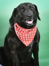 Sadie - Photo 1