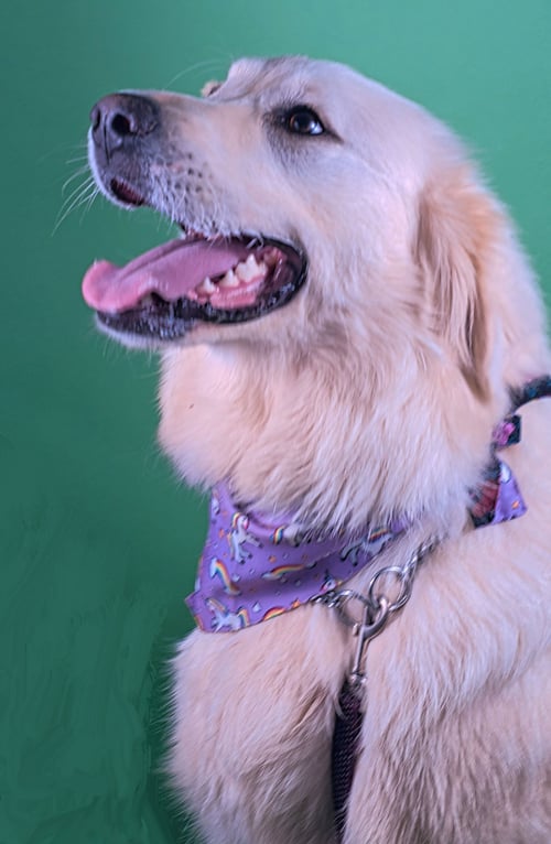 DUKE - Great Pyrenees / Shepherd for adoption in Southaven
