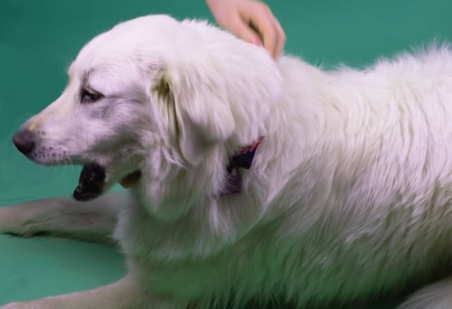 DUKE - Great Pyrenees / Shepherd available for adoption