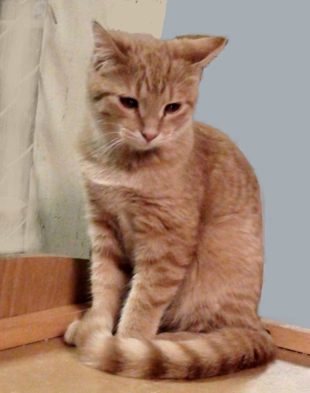 Butterscotch Image