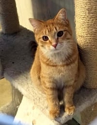 Butterscotch - Photo 2