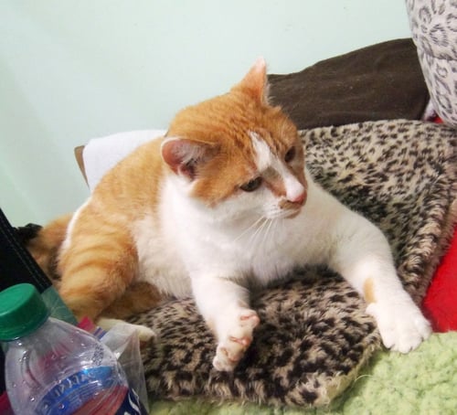 GEORGY - Domestic Short Hair / Domestic Medium Hair for adoption in Southaven