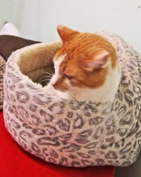 Georgy - Photo 3