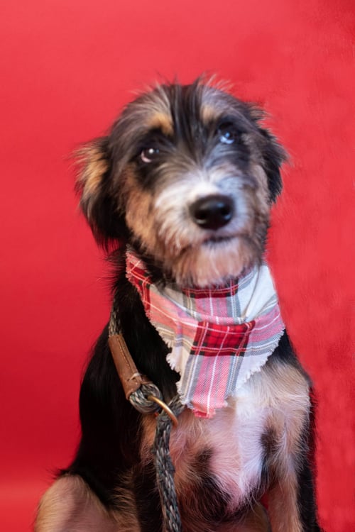 RUSTY - Border Terrier / Terrier available for adoption