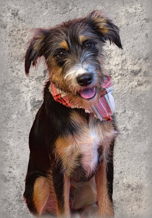 RUSTY - Border Terrier / Terrier available for adoption