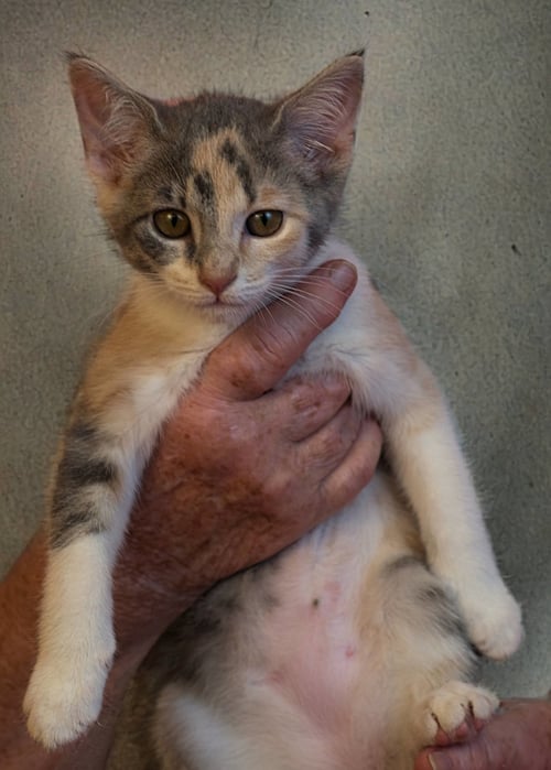 GRACE - Domestic Short Hair / American Shorthair for adoption in Southaven