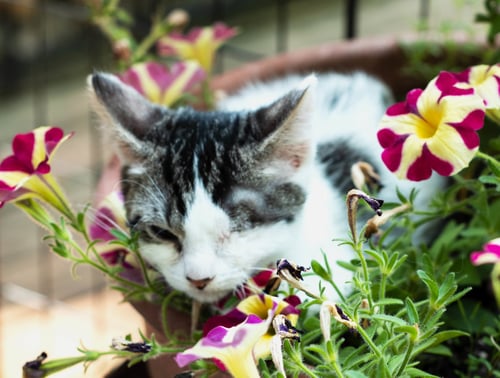 CRYSTAL - Domestic Short Hair / Domestic Medium Hair available for adoption
