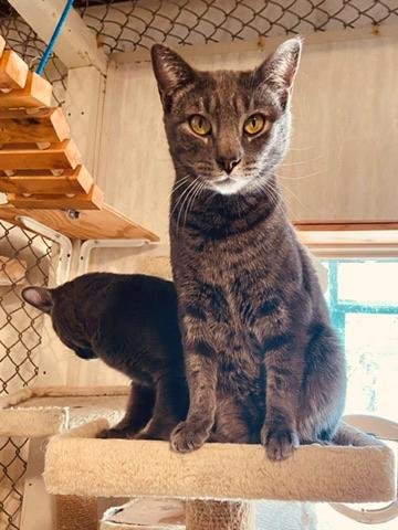 ANDY - Domestic Short Hair / American Shorthair for adoption in Southaven