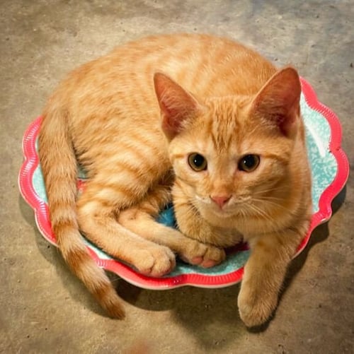 GINGER - Domestic Short Hair / American Shorthair for adoption in Southaven
