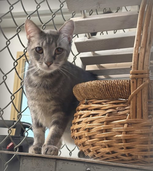 MIKE - Domestic Short Hair / American Shorthair available for adoption