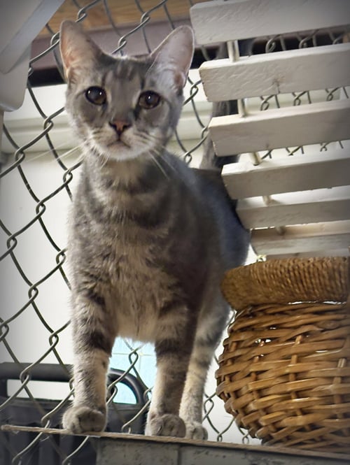 MIKE - Domestic Short Hair / American Shorthair for adoption in Southaven
