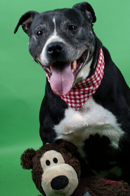 FARLEY - Labrador Retriever / Pit Bull Terrier available for adoption