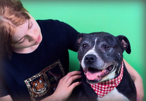 FARLEY - Labrador Retriever / Pit Bull Terrier available for adoption