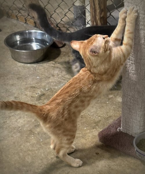 SUNSHINE - Domestic Short Hair / Domestic Medium Hair for adoption in Southaven