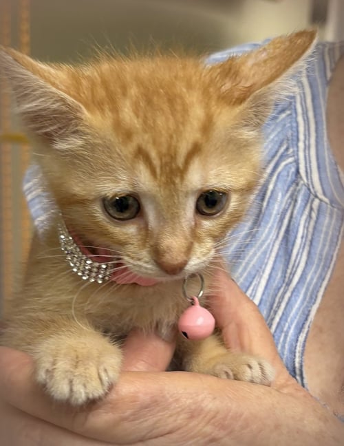 SUNSHINE - Domestic Short Hair / Domestic Medium Hair available for adoption