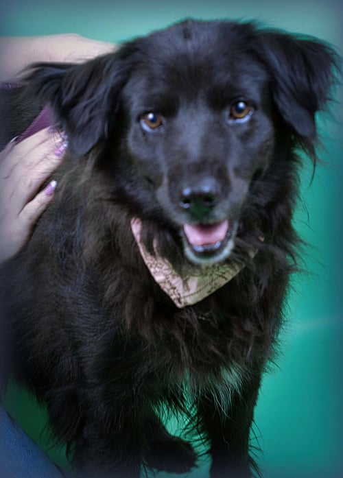LUNA - Setter / Retriever available for adoption