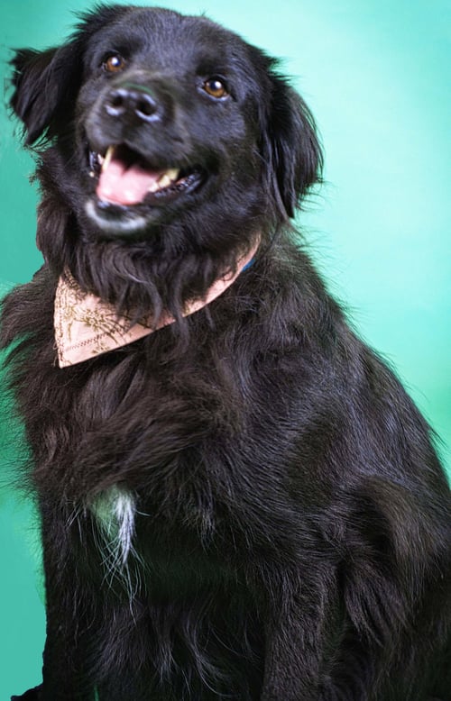 LUNA - Setter / Retriever available for adoption