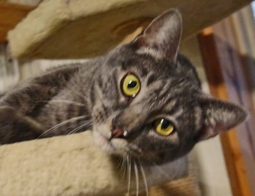 CHARITY - Domestic Short Hair / Domestic Medium Hair available for adoption