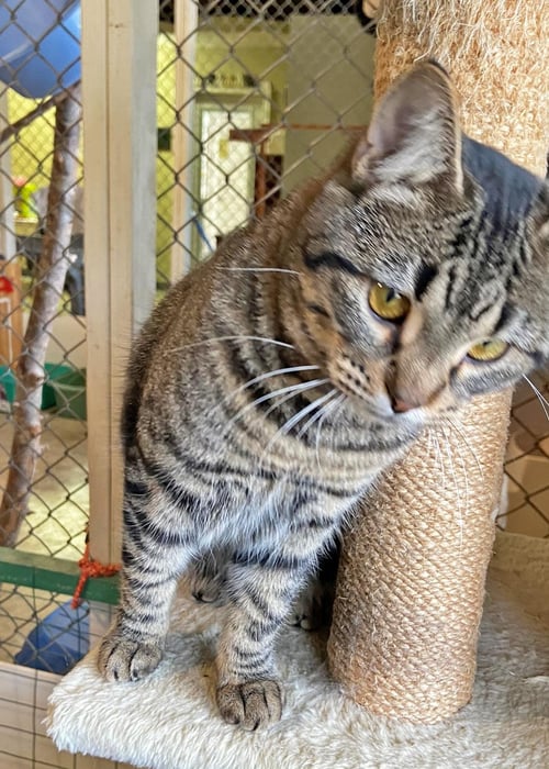 CHARITY - Domestic Short Hair / Domestic Medium Hair for adoption in Southaven