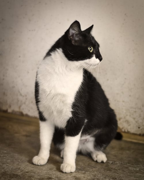 FANCY - Domestic Short Hair / Tuxedo available for adoption