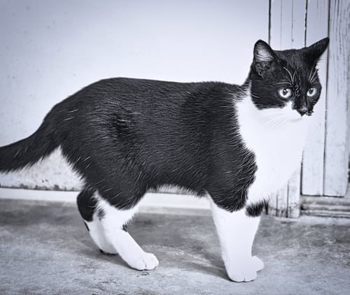 FANCY - Domestic Short Hair / Tuxedo for adoption in Southaven