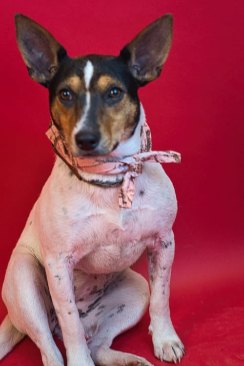 HALLE - Rat Terrier / Terrier available for adoption