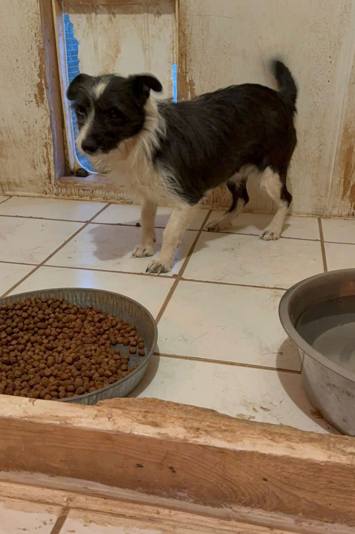 HOLSTEINA - ADOPTION IN PROCESS - Terrier available for adoption