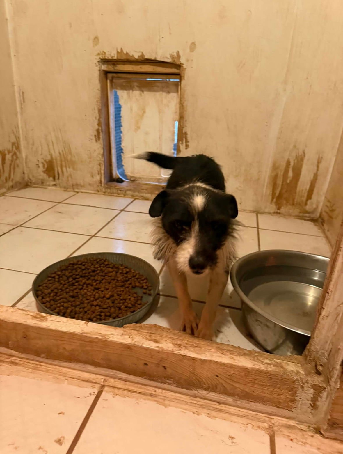 Holsteina - ADOPTION IN PROCESS - Photo 3