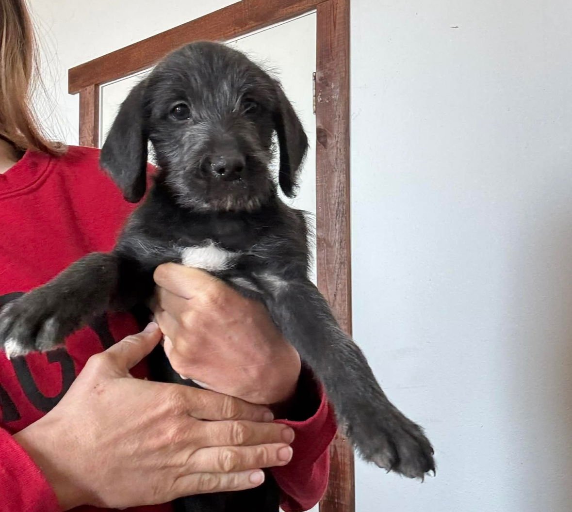 DANIELLE - Poodle (Standard) / Black Mouth Cur available for adoption