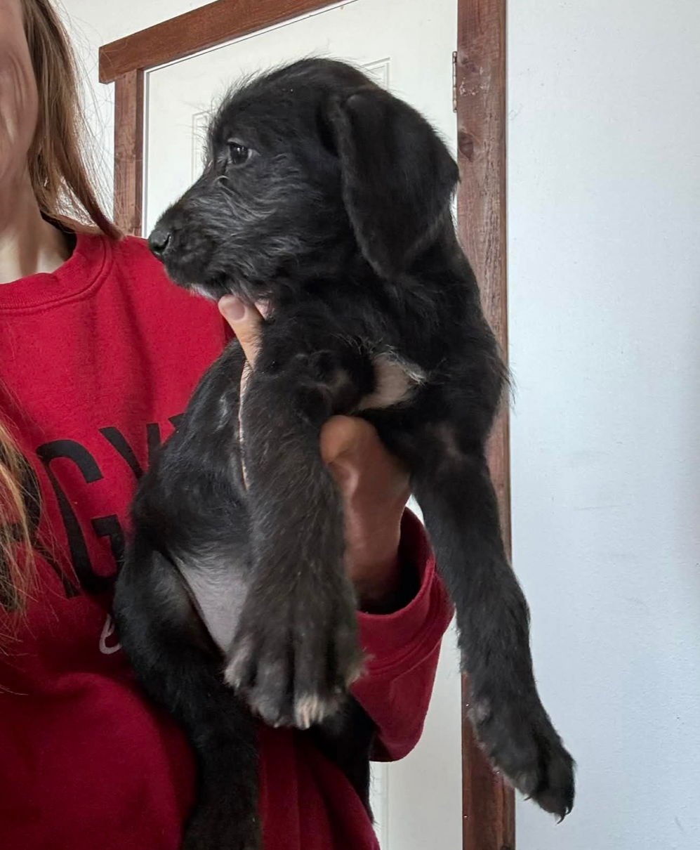 DANIELLE - Poodle (Standard) / Black Mouth Cur available for adoption