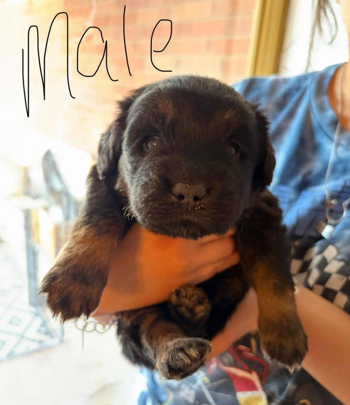 HEATH - ADOPTION IN PROCESS - Golden Retriever available for adoption