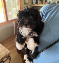 Wyatt - ADOPTION IN PROCESS - Photo 2