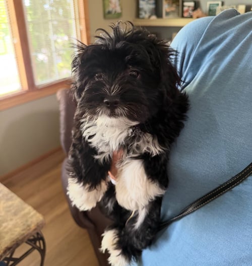 WYATT - ADOPTION IN PROCESS - Terrier available for adoption