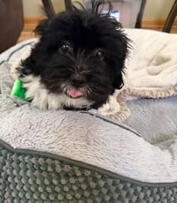 Wyatt - ADOPTION IN PROCESS - Photo 4