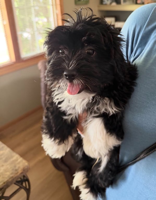 Wyatt - ADOPTION IN PROCESS Image