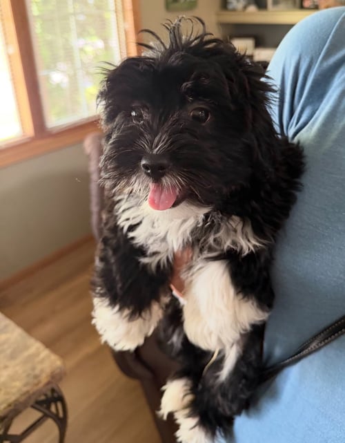 WYATT - ADOPTION IN PROCESS - Terrier available for adoption